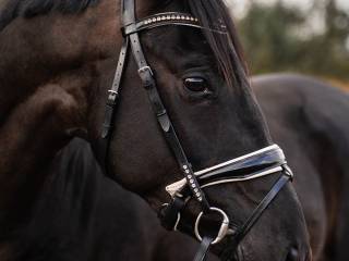 walach ujezdzeniowy do dzierzawy