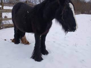 oferta specjalna ograniczona czasowo