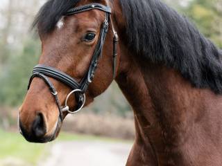 3 letni koń ujeżdżeniowy na sprzedaż