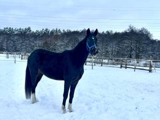 Klacz po ogierze BONHOEFFER