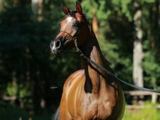 Klacz po Ekstern arabska czysta krew