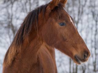 Klacz kasztanka polski koń sportowy, świetne pochodzenie