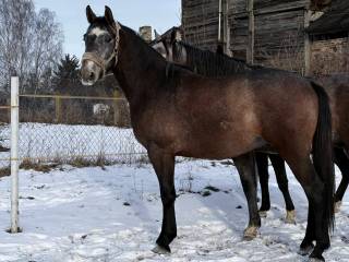 Siwy wałach na sprzedaż