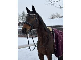 Wydzierżawię cudowną klacz