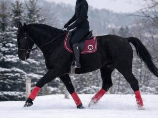 Piękny wysoki wałach śląski