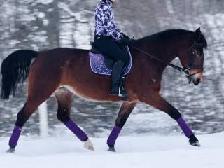 Piękna klacz sp ambitna rekreacja / sport / zaprzęgi