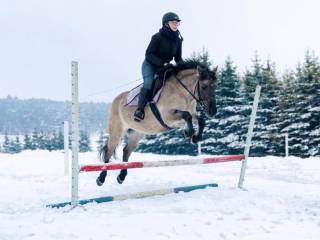 Klacz konik polski ambitna rekreacja/ sport