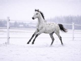 Dostępna ! jednorożec na sprzedaż KIND OF MAGIC  unikalna klacz tarantowata z topowym rodowodem tarant