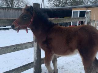 Na sprzedaż cudowny ogier kucyk