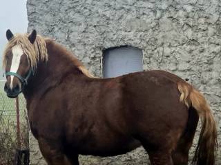 Klacz zimnokrwista pzk księga główna