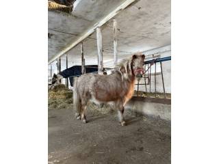 Klacz w typie mini szetland skoczna