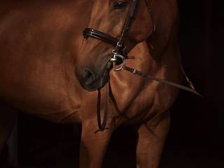 Piękna, malowana klacz do sportu, 164 cm, 8 lat, ur.2018.