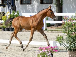 Ogierek AES po Chacfly PS x Catoki