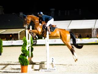 Konie sportowe na sprzedaż