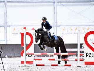 Młody kucyk z potencjałem sportowym | Dzierżawa