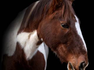Spokojny i cierpliwy koń idealny na początek | Dzierżawa