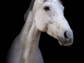 Przyszłościowa klacz na GP