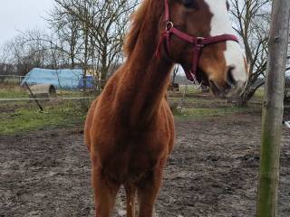 Ogierek na sprzedaż