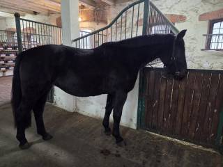 Koń śląski Konie śląskie para do bryczki