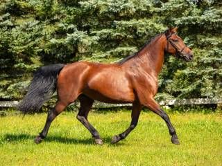 Klacz Lida (na matkę, do towarzystwa)