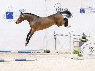 Ogier z licencją do sportu