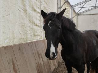 Kochany wałach 8 letni