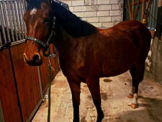 Topowa klacz holsztynska do sportu!!!