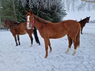 2-letnia klacz po Don Deluxe