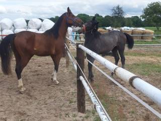 Praca jeździec oraz luzak