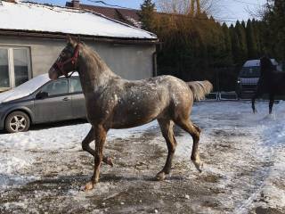 Sprzedam 2letniego wałacha rasy małopolskiej imieniem Amigo