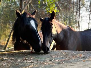 Wałach 1/2 Shire i klacz 1/2 Małopolska