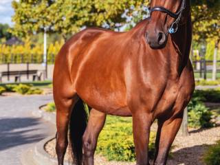 Sprzedam super wałacha 2015 rok