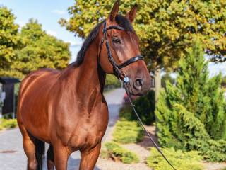 Sprzedam super wałacha 2015 rok