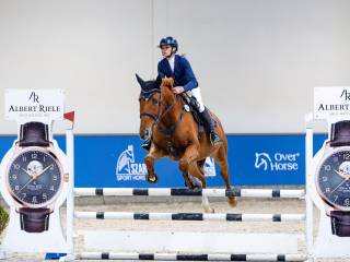 8letni wałach do wprowadzenia w sport