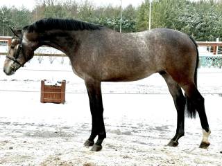 3-letni siwy wałach