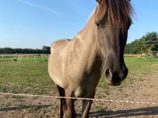 Kochany wałaszek na sprzedaż