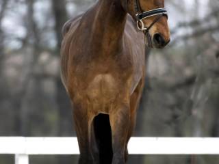 7 letni wałach ujeżdżeniowy