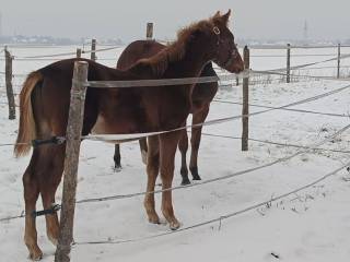 og. Royal Touch - Cardento - Burgraff