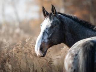 Sprzedam przyjaznego wałacha