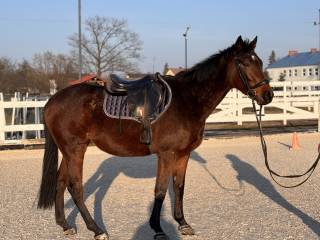 Sprzedam 4 letnią klacz z super charakterem