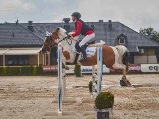 Klacz kuc 134cm do udziału w zawodach