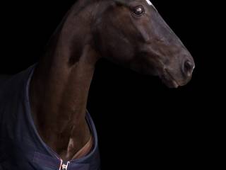 Klacz ujeżdżeniowa z klasowym rodowodem