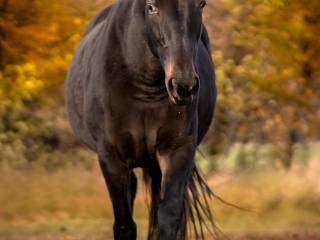 Klacz 12 lat Małopolska