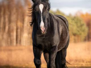 Wałach 5 lat pół SHIRE