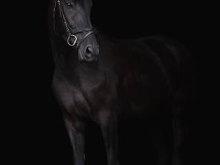 Sprzedam wałacha małopolskiego