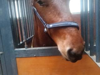 Ogierek typ pogrubiony zamiana / sprzedaż