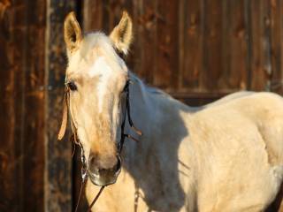 2,5 letni wałach American Paint Horse APH