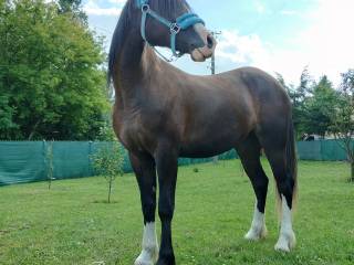 Sprzedam 3 letnią klacz pół tinkerke