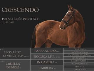 Wałach do sportu po Leonardo da Vinci J.P.P.