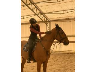 Idealny koń profesor dla dziecka!